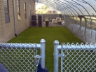 k9grass-3