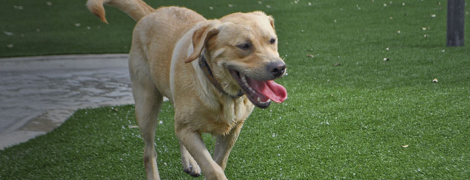 Foreverlawn North Jersey K9 Grass